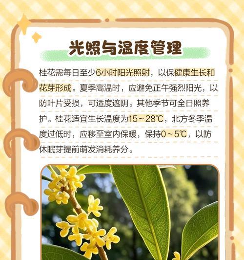 室内盆栽桂花的养护要点是什么？