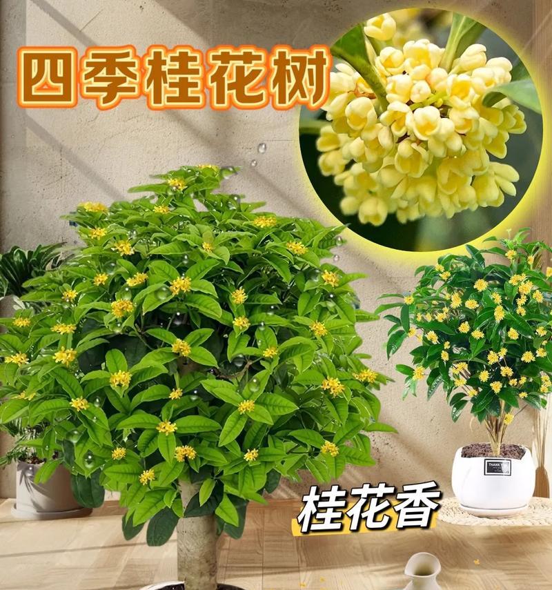室内盆栽桂花的养护要点是什么？
