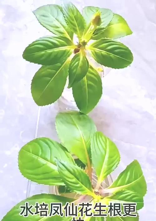 凤仙花的种植时间及注意事项有哪些？