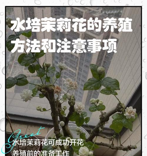 秋季茉莉花的养殖技巧有哪些？