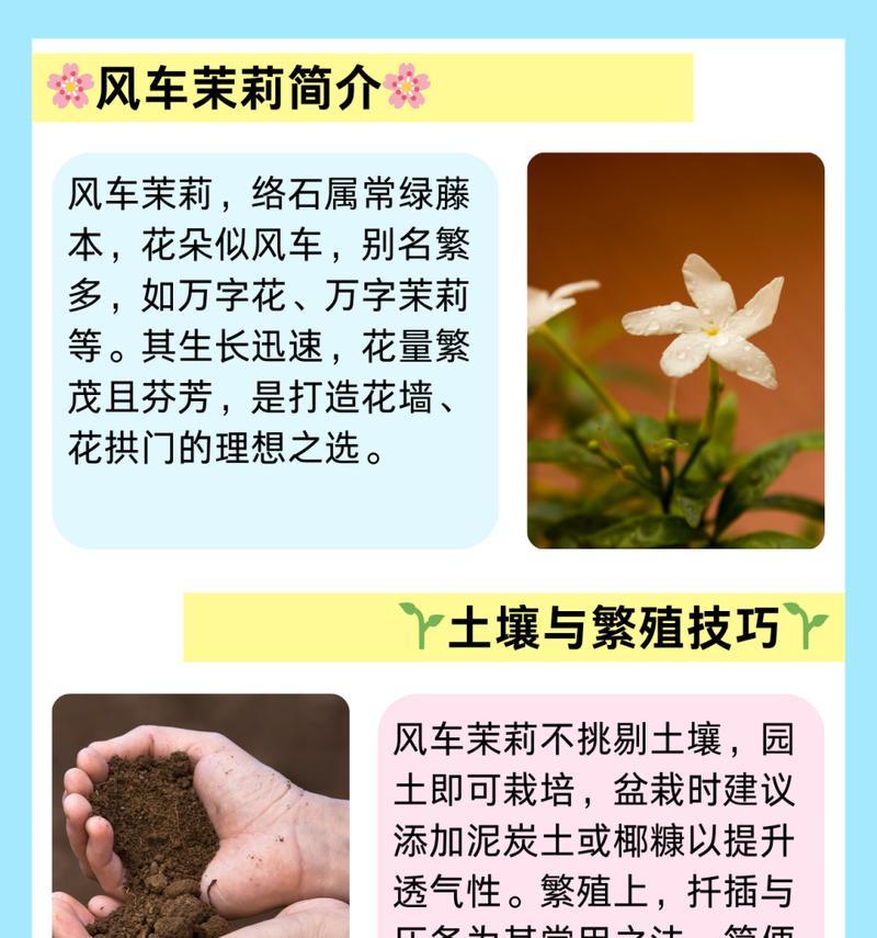 秋季茉莉花的养殖技巧有哪些？
