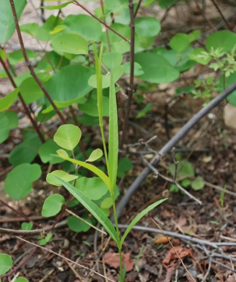 萝藦科的植物都有哪些？它们的生长习性如何？