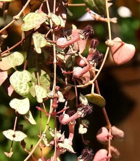萝藦科的植物都有哪些？它们的生长习性如何？