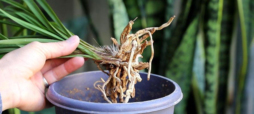 兰花根部的特征是什么？