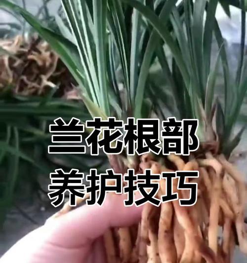 兰花根部的特征是什么？