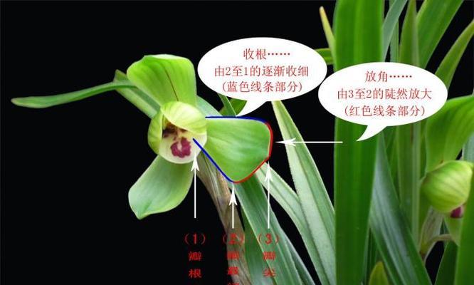 兰花有哪些品种？如何识别不同品种的兰花？