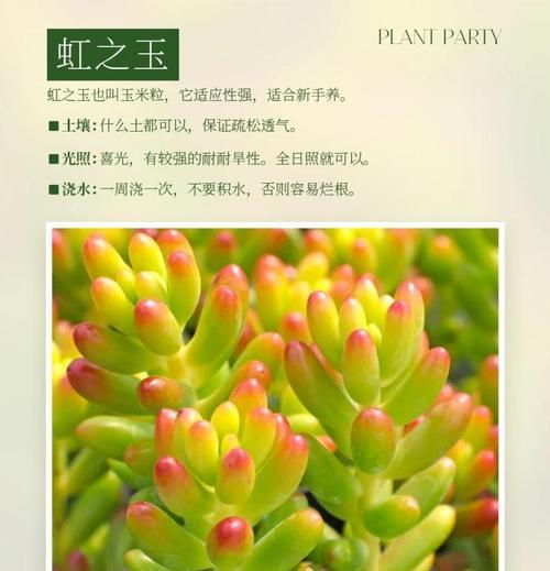 虹之玉养护的秘诀是什么？