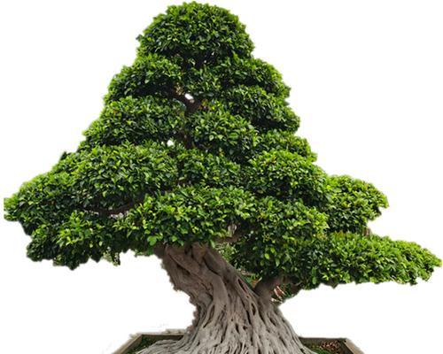 荣树盆景养护技巧有哪些？
