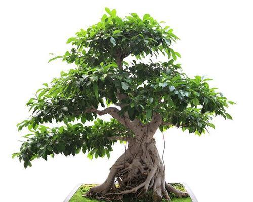 荣树盆景养护技巧有哪些？