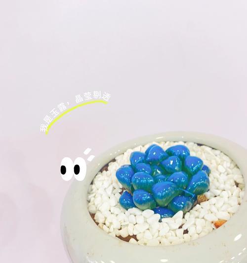 水晶玉露的养殖方法和注意事项是什么？