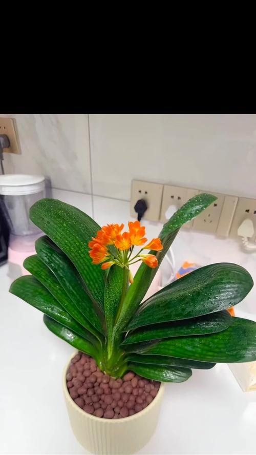 君子兰花的形状特征有哪些？君子兰的养护要点是什么？