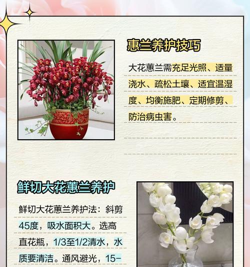 蕙兰施肥的正确方法和注意事项是什么？