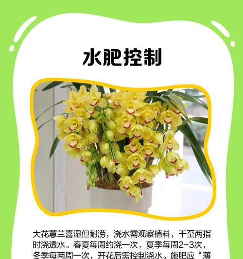 蕙兰施肥的正确方法和注意事项是什么？