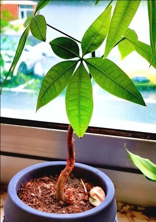 发财树怎么繁殖？繁殖发财树的技巧有哪些？
