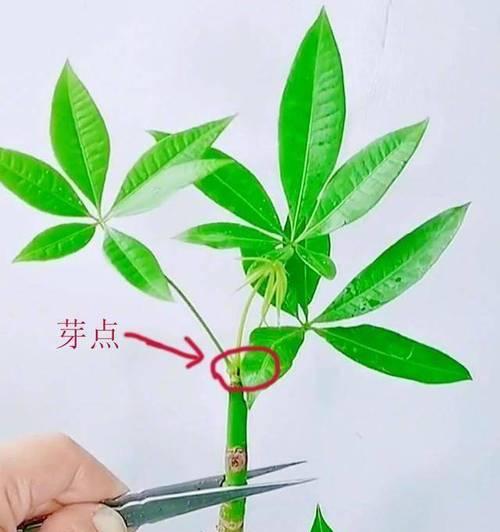 发财树怎么繁殖？繁殖发财树的技巧有哪些？