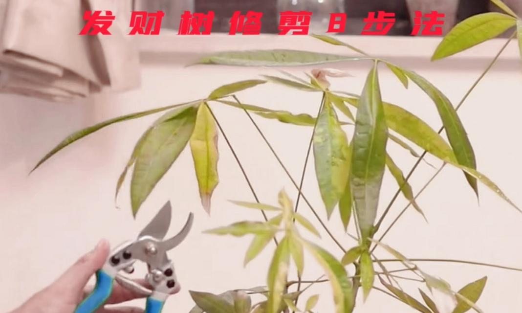 发财树怎么繁殖？繁殖发财树的技巧有哪些？