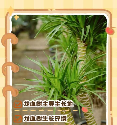 龙血树扦插的正确步骤是什么？如何提高龙血树扦插的成活率？
