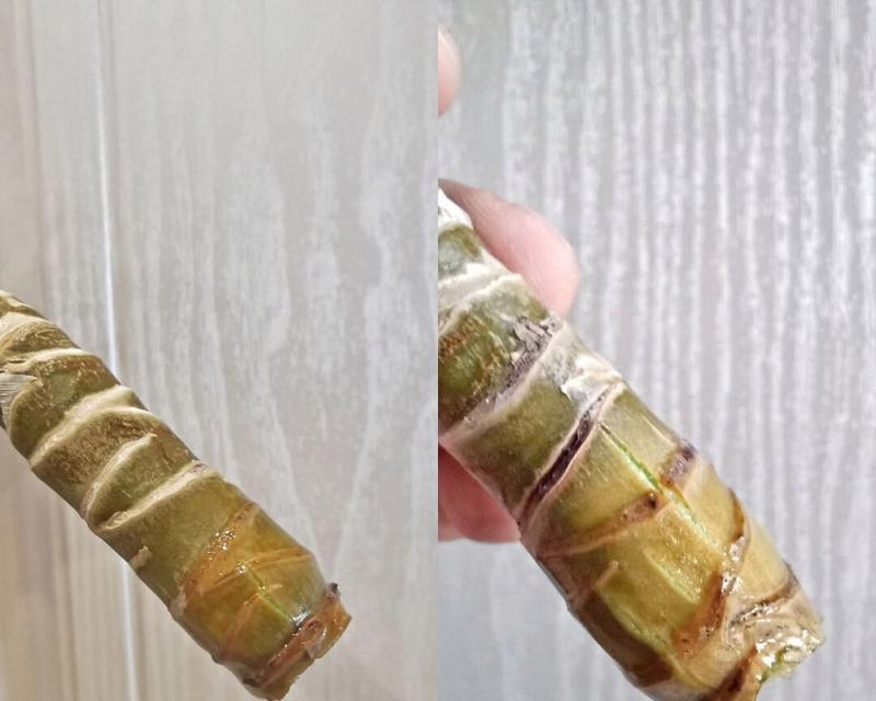 龙血树扦插的正确步骤是什么？如何提高龙血树扦插的成活率？
