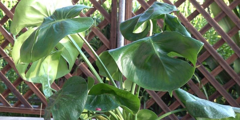 植物叶子耷拉是什么原因？如何解决叶子耷拉的问题？
