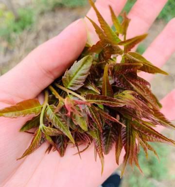凤梨不开花的原因及解决方法是什么？