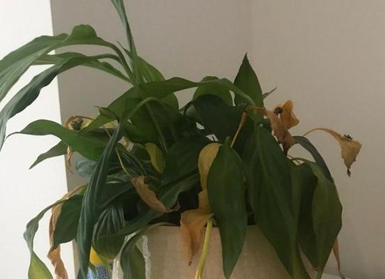 白掌叶子发黄如何进行有效补救？