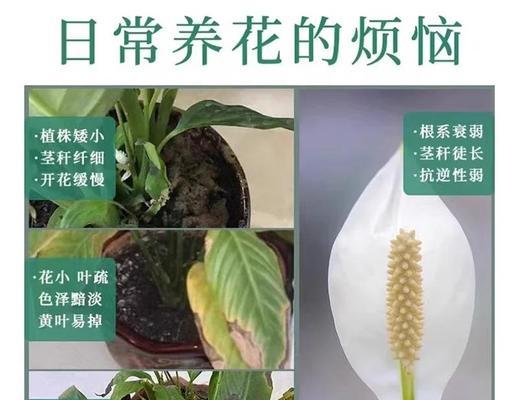白掌叶子发黄如何进行有效补救？