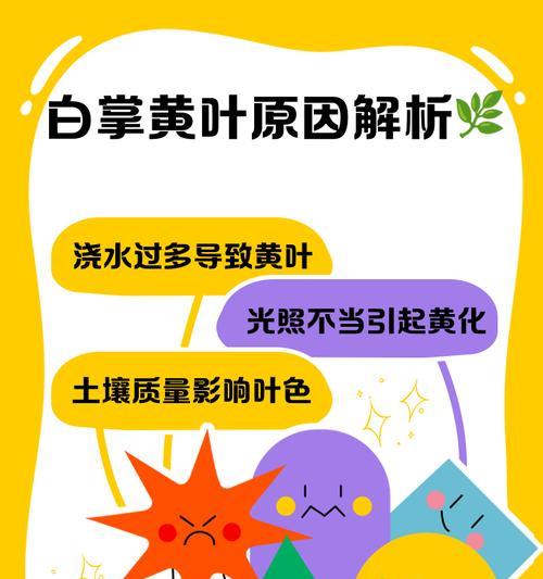 白掌叶子发黄如何进行有效补救？
