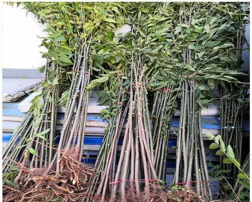 香椿树苗种植需要注意什么？