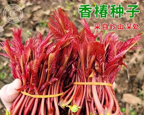 香椿树苗种植需要注意什么？