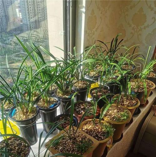 高层阳台养兰花的注意事项是什么？