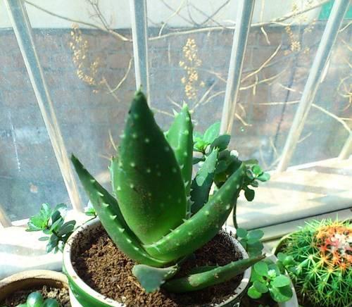 芦荟种植需要注意什么？如何促进快速生长？
