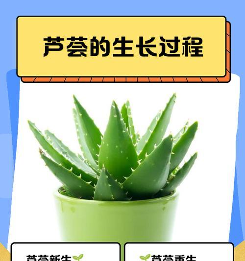芦荟种植需要注意什么？如何促进快速生长？