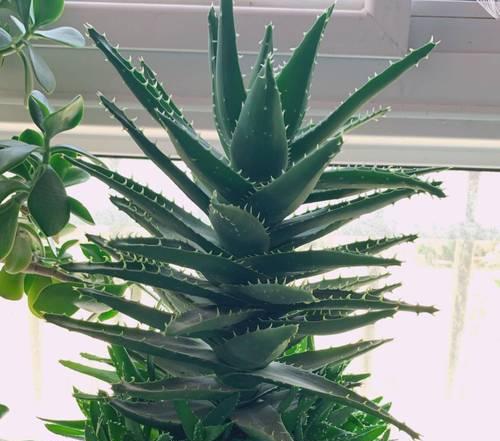 芦荟种植需要注意什么？如何促进快速生长？