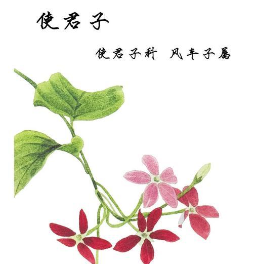 使君子种植的要点有哪些？