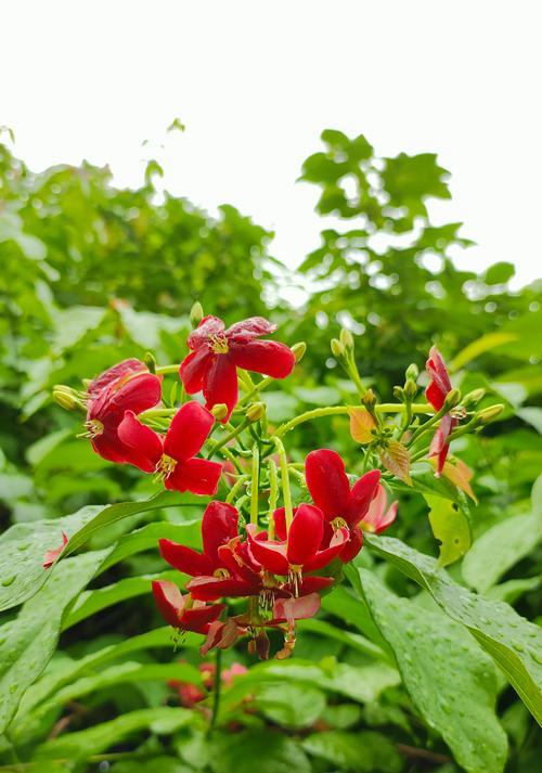 使君子种植的要点有哪些？