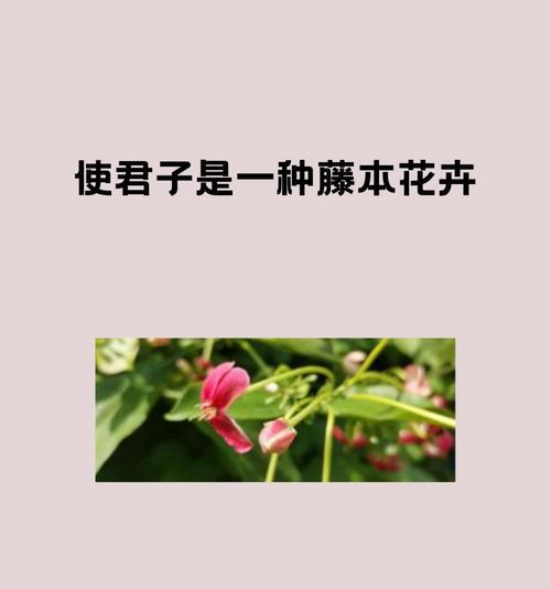使君子种植的要点有哪些？