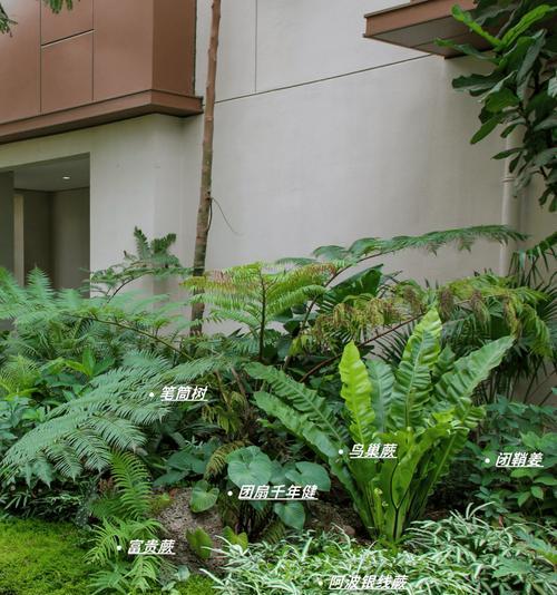 花镜植物有哪些品种？如何搭配才能美观？
