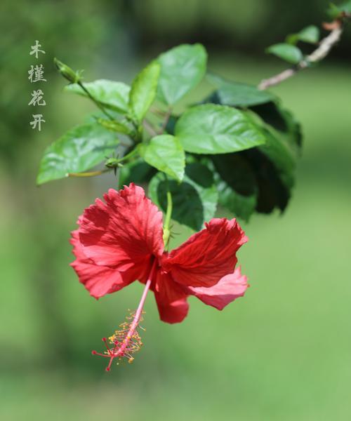 木槿的品种有哪些？木槿品种选择的常见问题是什么？