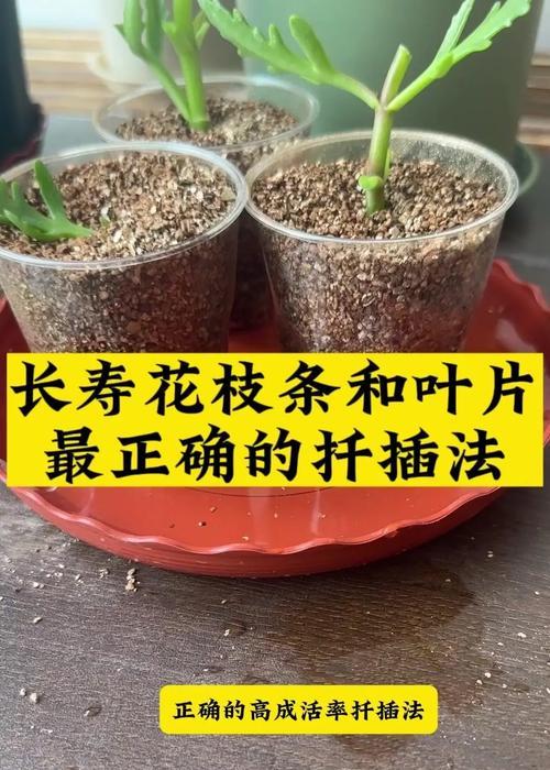 牡丹扦插技巧是什么？怎样才能成功扦插牡丹？