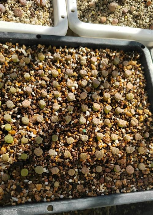 石生花夏季管理方法有哪些？