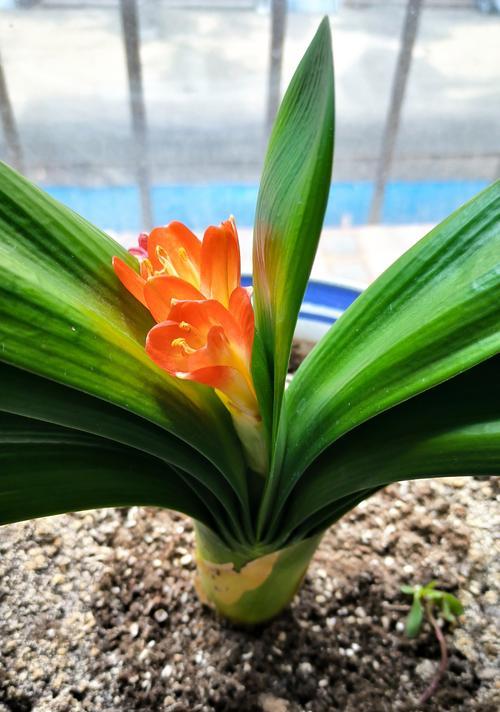 夹箭现象在植物中是如何定义的？