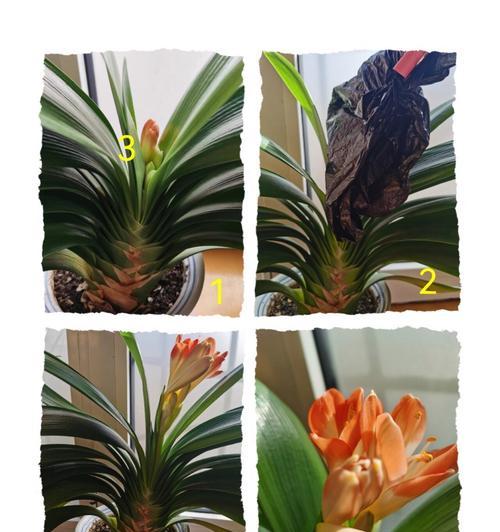 夹箭现象在植物中是如何定义的？