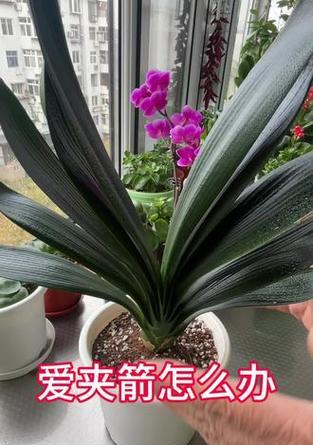 夹箭现象在植物中是如何定义的？