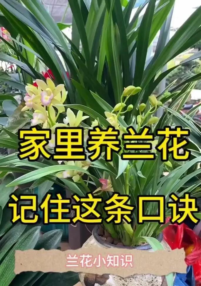 兰草品种如何鉴别？鉴别兰草品种的方法有哪些？