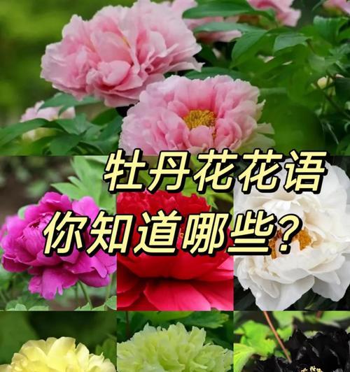 心叶藤长得太高怎么办？如何修剪控制高度？