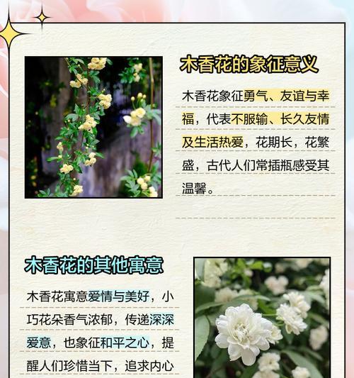 心叶藤长得太高怎么办？如何修剪控制高度？