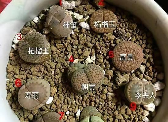石生花养殖需要注意哪些事项？