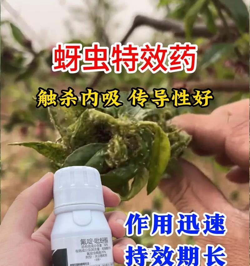 花卉遭遇蚜虫怎么办？如何彻底清除蚜虫？