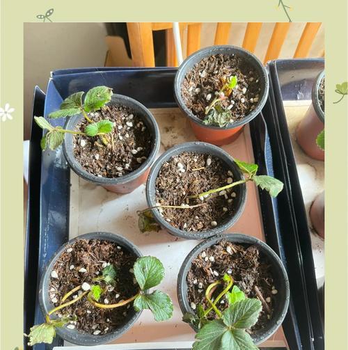 花卉遭遇蚜虫怎么办？如何彻底清除蚜虫？