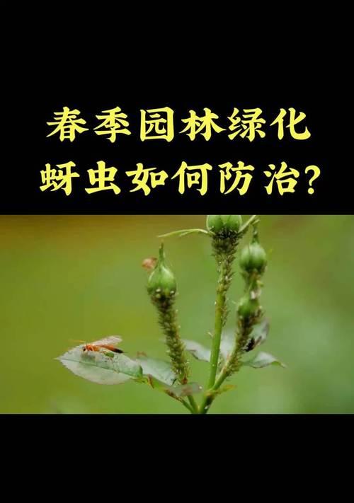 花卉遭遇蚜虫怎么办？如何彻底清除蚜虫？